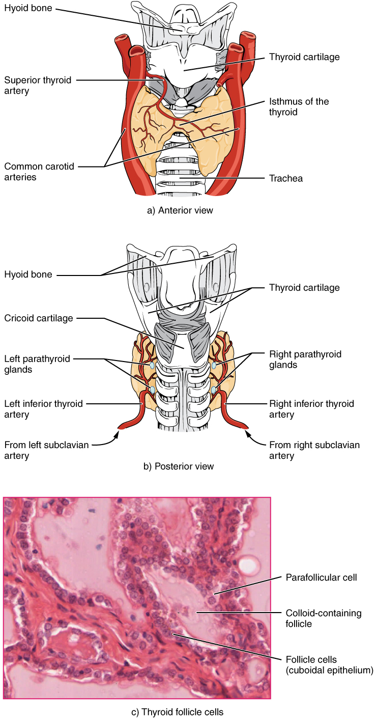 Anatomía de la glándula tiroides